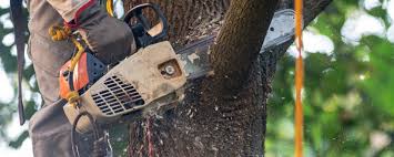 Best Tree Cabling and Bracing  in Tidmore Bend, AL