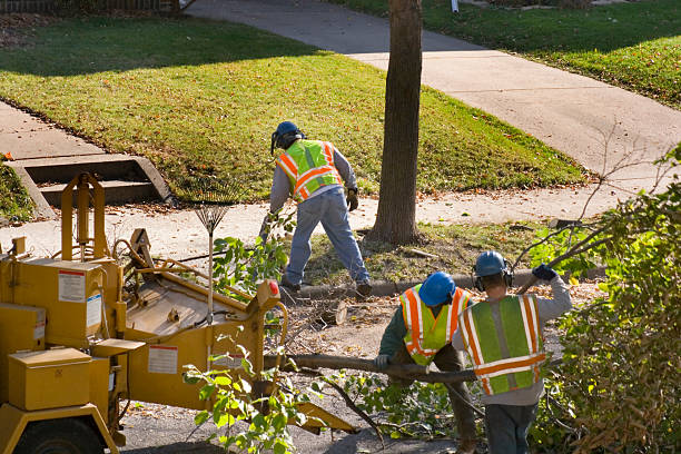 Best Tree Cabling and Bracing  in Tidmore Bend, AL